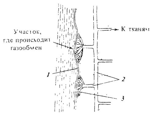 5.19. Схема, иллюстрирующая кожное дыхание у водных насекомых