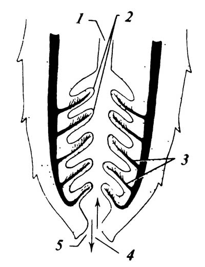 5.20. Схематическое изображение ректальных жабр у нимф стрекоз