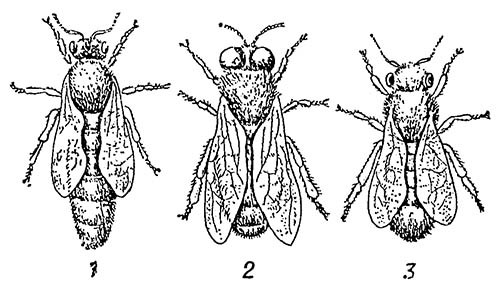 Особи пчелиной семьи: 1 — матка; 2 — трутень; 3 — рабочая самка