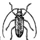 Дровосеки, усачи (Cerambycidae)