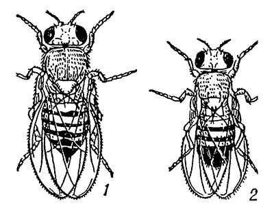 Дрозофила Drosophila melanogaster: 1 — самка, 2 — самец