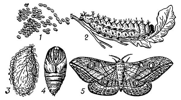 Китайский дубовый шелкопряд: 1 — яйца (грена); 2 — гусеница; 3 — кокон; 4 — куколка; 5 — бабочка