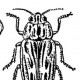 Златки (Buprestidae)