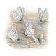 Половое созревание и спаривание