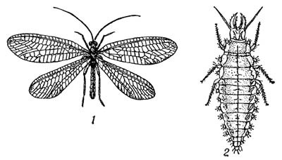 Златоглазки: 1 — обыкновенная (Chrysopa perla); 2 — личинка простой (Chrysopa vulgaris)