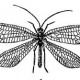 Златоглазки (Chrysopidae)