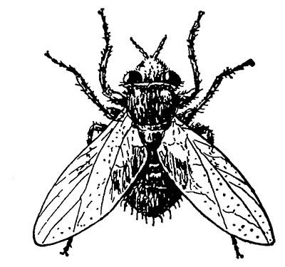 падальная муха (Cynomyia mortuorum
