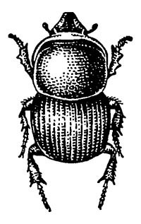 Калоед-бык (Onthophagus taurus)