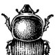 Калоеды (Onthophagus)