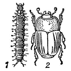 Карапузик Platysoma compression: 1 — личинка; 2 — жук