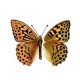 Отряд Thysanoptera (трипсы, или бахромчатокрылые)