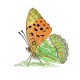 Отряд Hemiptera (равнокрылые и клопы)