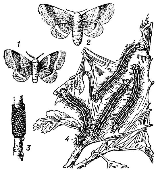 Кольчатый коконопряд: 1 — самец; 2 — самка; 3 — яйца; 4 — гусеницы