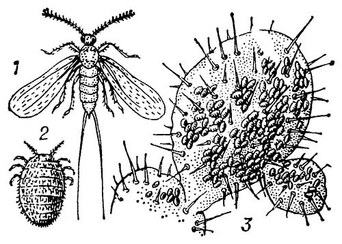 Мексиканская кошениль: 1 — самец; 2 — самка; 3 — самки на кактусе