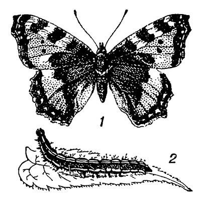Крапивница: 1 — бабочка; 2 — гусеница
