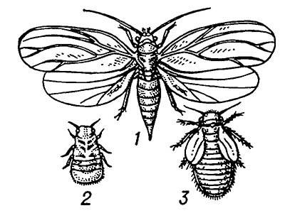 Яблонная медяница: 1 — имаго, 2 — личинка, 3 — нимфа