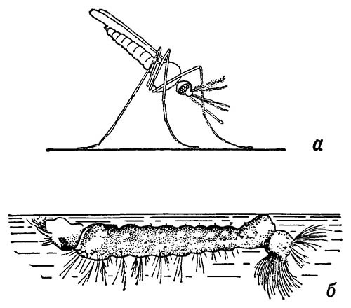 Характерные позы имаго (а) и личинок (б) анофелесов