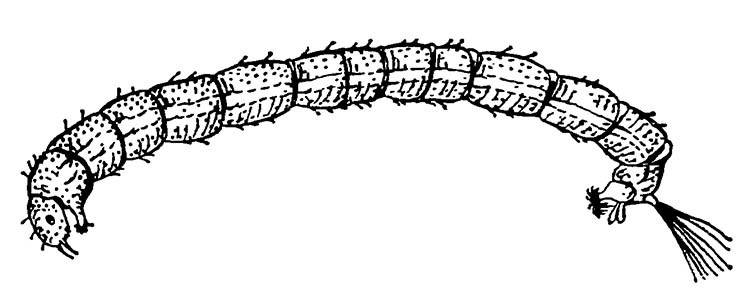 Мотыль Chironomus plumosus