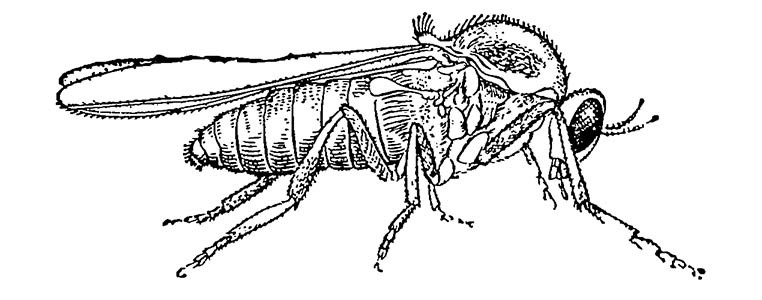 Мошка Odagmia ornata