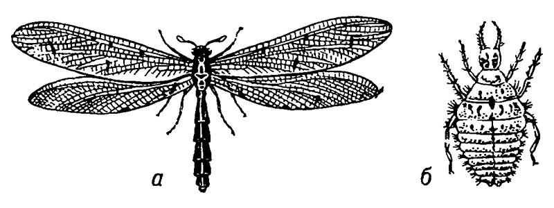 Обыкновенный муравьиный лев (а) и его личинка (б)