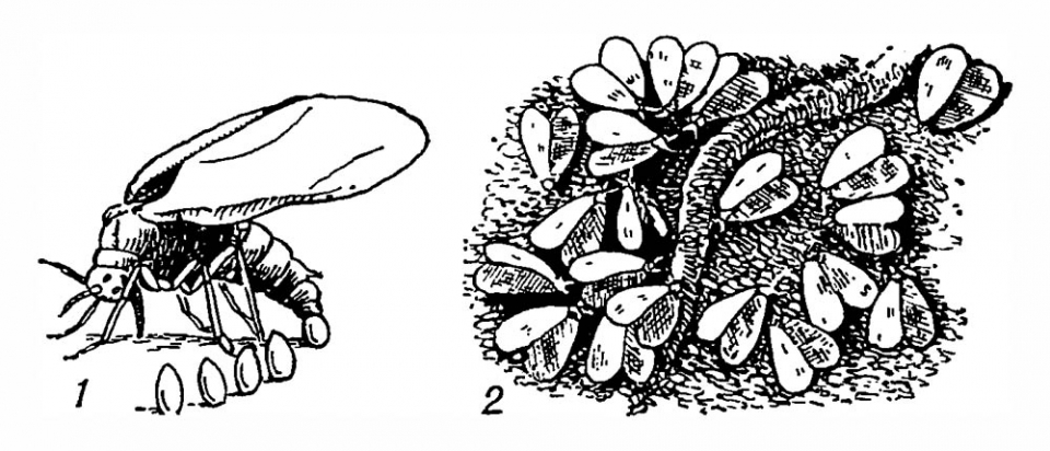 Белокрылка рода Aleyrodes: 1 — самка, откладывающая яйца; 2 — колония белокрылок на листе