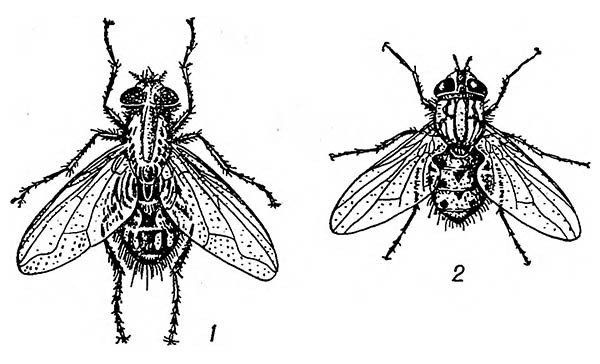 Настоящие мухи: 1 — комнатная; 2 — жигалка осенняя