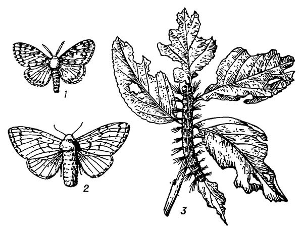 Непарный шелкопряд: 1 — самец; 2 — самка; 3 — гусеница на кормовом растении