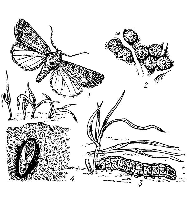 Озимая совка: 1 — бабочка; 2 — яйца; 3 — гусеница; 4 — куколка в почве