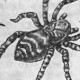 Паукообразные (Arachnida)