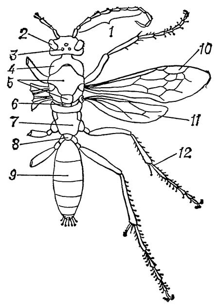 Строение тела дорожной осы (Priocnemis affinis)