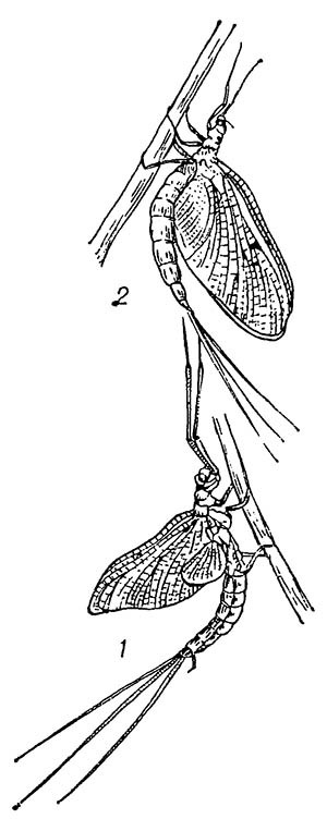 Обыкновенная подёнка (Ephemera vulgata): 1 — субимаго; 2 — имаго