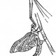 Подёнки (Ephemeroptera)