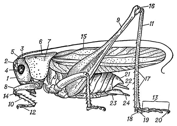 Строение тела самца серого кузнечика (Decticus verrucivorus)