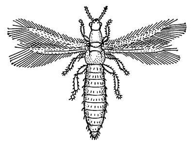 Табачный трипс (Thrips tabaci)