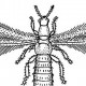 Пузыреногие, бахромчатокрылые, трипсы (Physopoda, или Thysanoptera)