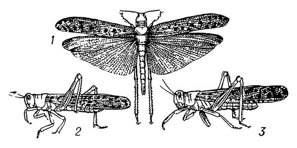 Пустынная саранча: 1, 2 — стадная; 3 — одиночная