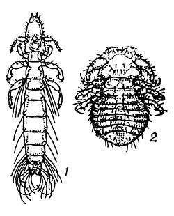 Пухоеды: 1 — голубиный (Columbicola columbae); 2 — собачий власоед (Trichodectes canis)