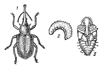 Вишнёвый слоник: 1 — жук; 2 — личинка; 3 — куколка