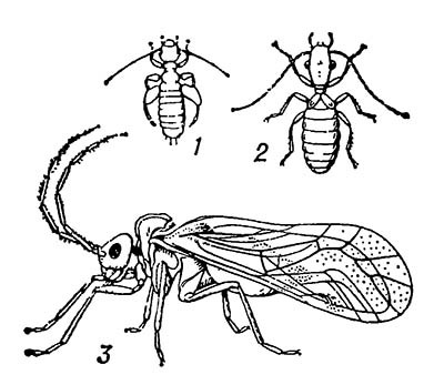 Сеноеды: 1 — книжная вошь; 2 — домовый сеноед (Trogium pulsatorium); 3 — (Amphigerontia contaminata)