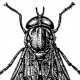 Слепни (Tabanidae)