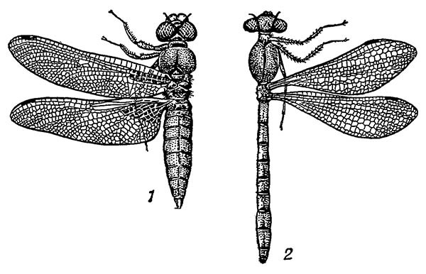 Стрекозы (Odonata)