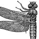 Стрекозы (Odonata)