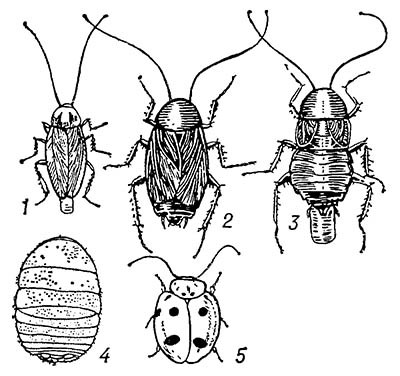 Таракановые (Blattoptera, или Blattodea)