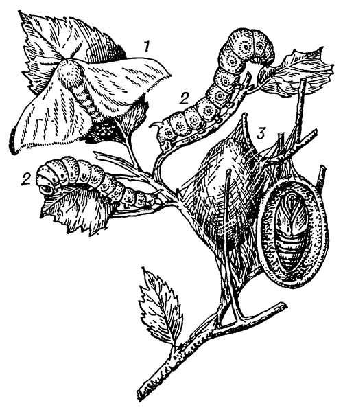 Тутовый шелкопряд: 1 — бабочка; 2 — гусеница; 3 — кокон и куколка