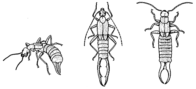 Dermaptera / earwigs