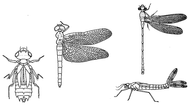 Odonata / dragonflies, damselflies