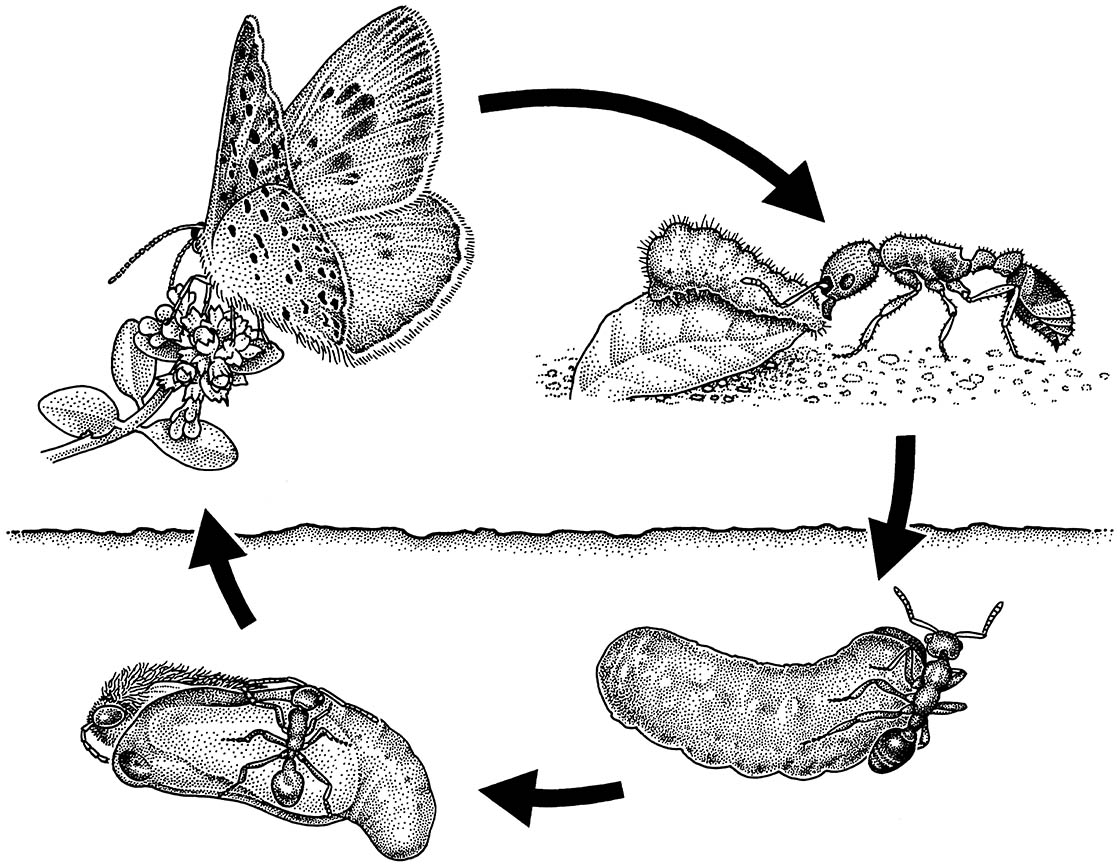 Collected to extinction?