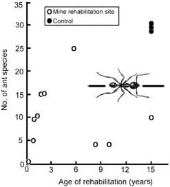 Tramp ants and biodiversity