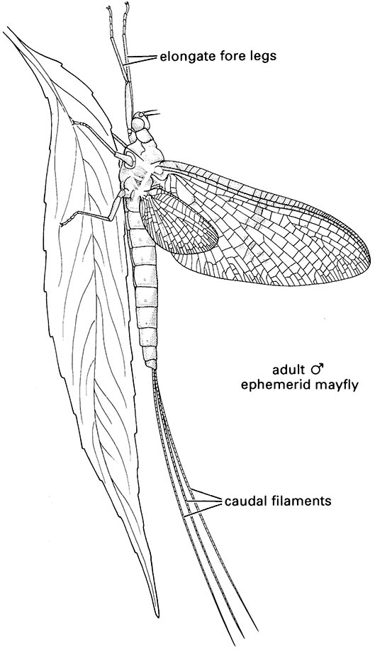 Ephemeroptera (mayflies)