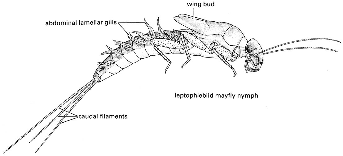 Ephemeroptera (mayflies)